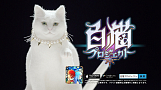 白猫プロジェクト