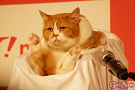 ワイモバイル1周年記念ふてニャン写真集発表会より