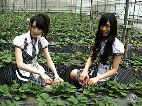 松井咲子 野中美郷