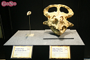 ヨコハマ恐竜展2026