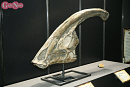 ヨコハマ恐竜展2026