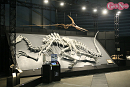 ヨコハマ恐竜展2026