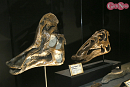 ヨコハマ恐竜展2026