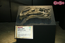 ヨコハマ恐竜展2026