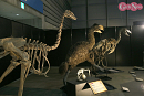 ヨコハマ恐竜展2026