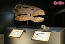 ヨコハマ恐竜展2026