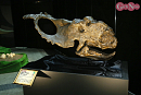 ヨコハマ恐竜展2026