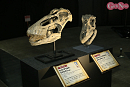 ヨコハマ恐竜展2026